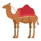 camel desert transport