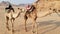 Camel in the desert. Traveling around Jordan.