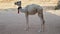 Camel in the desert. Traveling around Jordan.
