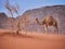 Camel in the desert Wadi Rum desert in Jordan, one hump camel, Dromedary