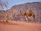 Camel in the desert Wadi Rum desert in Jordan, one hump camel, Dromedary