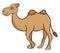 Camel in dessert , vector or color illustration