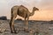 Camel in Dodom village under Erta Ale volcano in Afar depression, Ethiop