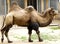 Camel Domestic Bactrian Camelus bactrianus