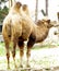 Camel Domestic Bactrian Camelus bactrianus