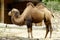 Camel Domestic Bactrian Camelus bactrianus