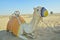 Camel dressed in colourful clothes in the desert