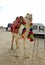 Camel dressed in colourful clothes, Persepolis, Iran