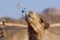 The camel drinks water from a plastic bottle