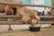 Camel drinks water at the zoo, close up. Keeping white camels in zoological parks