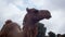 Camel dromedary