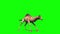 Camel Dromedary Attacks Side Green Screen Loop Desert 3D Rendering Animation