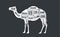 Camel, dromedary. Butcher guide scheme