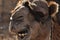 Camel, dromedary in a halter. A persistent pack animal called a desert ship