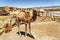 Camel and dromedary in Mequinenza, near Fez, Morocco