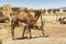 Camel and dromedary in Mequinenza, near Fez, Morocco