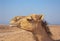 Camel dromedary profile in the desert blue sky in the background