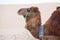 Camel dromedary in profile at rest in desert