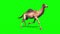 Camel Dromedary Runcycle Side Green Screen Loop Desert 3D Rendering Animation