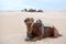 Camel dromedary on sand