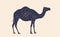 Camel, dromedary. Vintage retro print