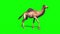 Camel Dromedary walk Green Screen Loop Desert 3D Rendering Animation