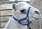 Camel, Dromedary, White with blue harness