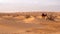 Camel among the dunes in the Sahara Desert