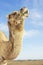 Camel Eating In Field Against Sky