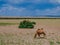 Camel eating grass in a barren plain near Dunhuang, Gansu, China