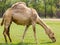 Camel eating grass at field