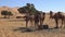 Camel eating wheat from hay and chomping in Desert with sand dunes on background