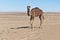 Camel at Erg Chebbi, Morocco