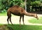 Camel is an even-toed ungulate in the genus Camelus