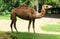 Camel is an even-toed ungulate in the genus Camelus