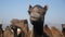 Camel Face Close up Video in Indian desert rural village