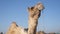 Camel Face Close up Video from low angle in Indian desert rural village