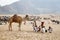 Camel Fair, Pushkar India