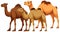 Camel Family Cartoon