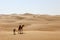 Camel family in the desert