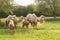 A camel family with two cute young camels in a green meadow in springtime