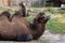 Camel family at the zoo, close up. Keeping wild animals in zoological parks