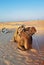 Camel   famous tourist attraction in Tunisia, Chebika,Tunisia