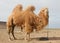 Camel farm