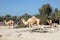 Camel farm in Bahrain