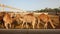 Camel farm in bahrain