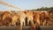 Camel farm in bahrain