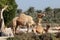 Camel farm in Bahrain