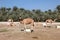 Camel farm in Bahrain