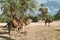 Camel farm on DJerba